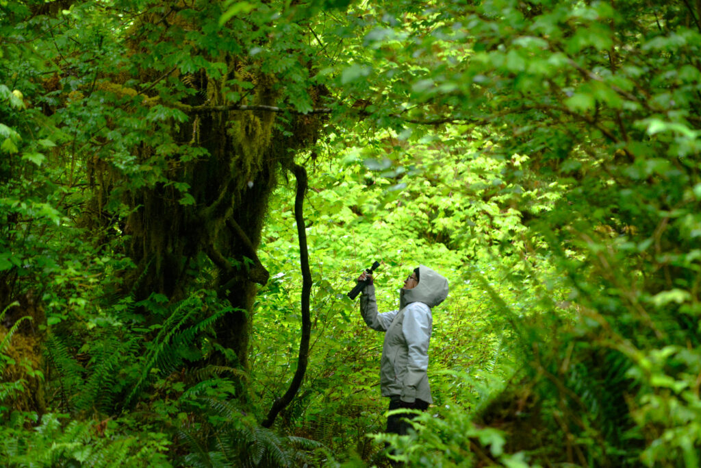 Hall of Mosses, Hoh Rain Forest, Olympic National Park, Pacific Northwest