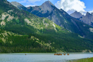 Migrating Caribou