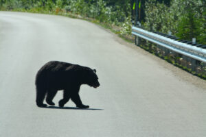 Black Bear