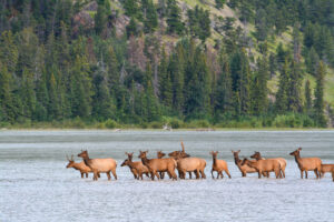 Migrating Caribou